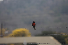 Leistes bellicosus