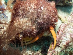 Paguristes frontalis