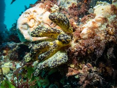 Botrylloides magnicoecus