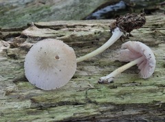 Pluteus plautus