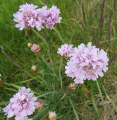 Armeria