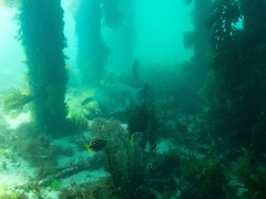 Atypichthys strigatus