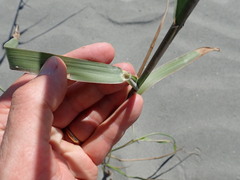 Phragmites karka