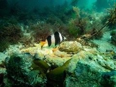 Pseudogoniistius nigripes