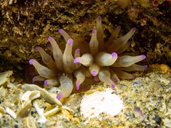 Epiactis australiensis