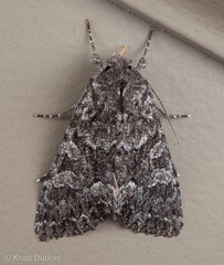 Platypolia contadina