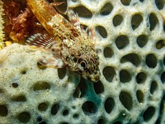 Bovichtus angustifrons