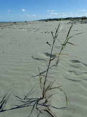 Phragmites karka