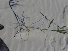 Phragmites karka