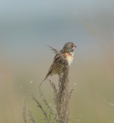 Emberiza fucata