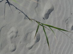 Phragmites karka