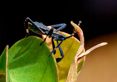 Gelonus tasmanicus
