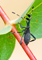 Gelonus tasmanicus