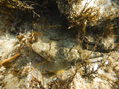 Platycephalus fuscus