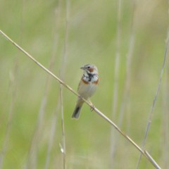 Emberiza fucata
