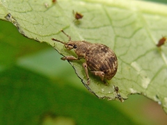 Pseudocneorhinus bifasciatus