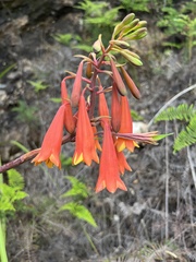 Blandfordia punicea