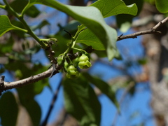 Diospyros montana