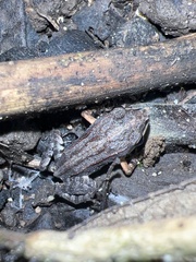 Leptodactylus albilabris