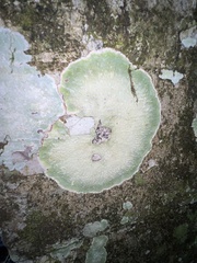 Cryptothecia striata