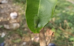 Graphium agamemnon