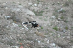 Daptrius megalopterus