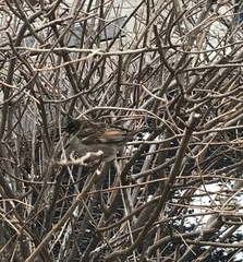 Passer domesticus