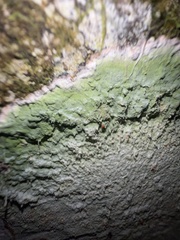 Cryptothecia striata