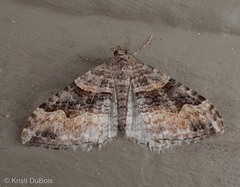 Xanthorhoe defensaria