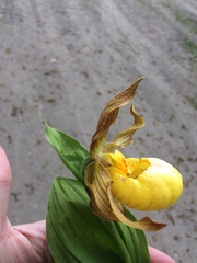 Cypripedium parviflorum pubescens