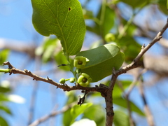 Diospyros montana
