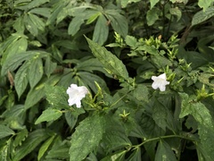 Strobilanthes flexicaulis