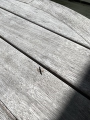 Thyreocephalus orthodoxus