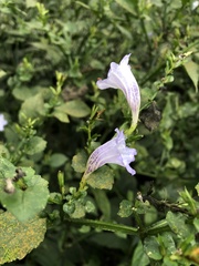 Strobilanthes flexicaulis