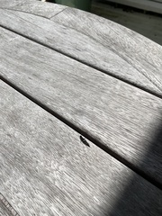 Thyreocephalus orthodoxus