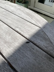 Thyreocephalus orthodoxus