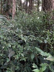 Strobilanthes flexicaulis