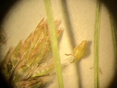 Eleocharis intermedia