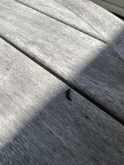 Thyreocephalus orthodoxus