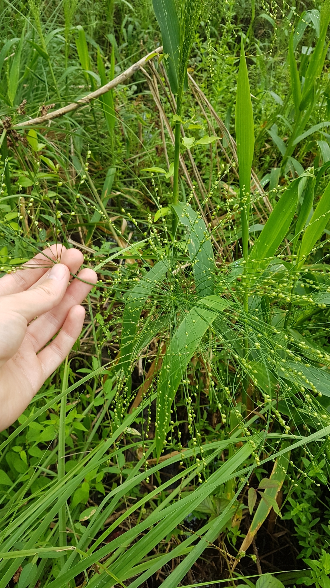 Stephostachys