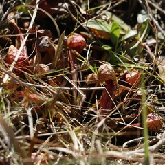 Sarracenia psittacina
