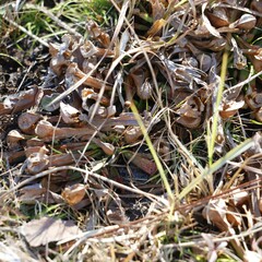 Sarracenia psittacina