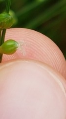 Stephostachys mertensii