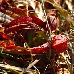 Sarracenia psittacina