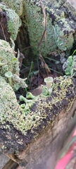 Cladonia fimbriata