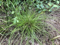 Eleocharis intermedia