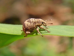 Pseudocneorhinus bifasciatus
