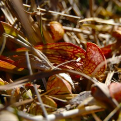Sarracenia psittacina