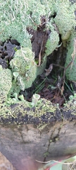 Cladonia fimbriata