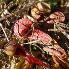 Sarracenia psittacina